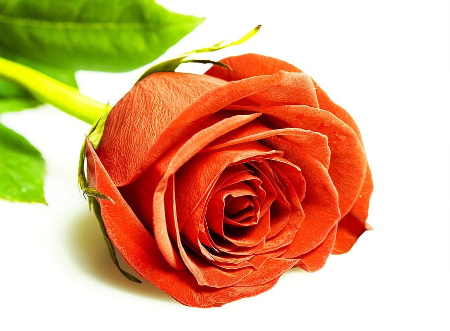 rose, red, white, flores, closeup, isolated, decoration, bud HD wallpaper