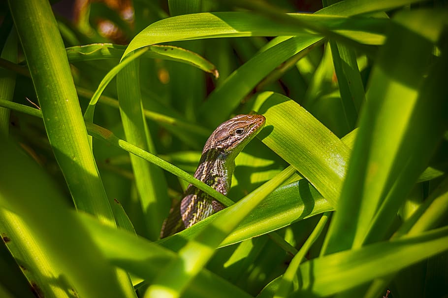 lizard, reptile, animal, green, insect, hideout, animal wildlife HD wallpaper