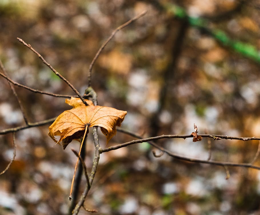 plant, leaf, tree, maple, animal, invertebrate, insect, maple leaf HD wallpaper