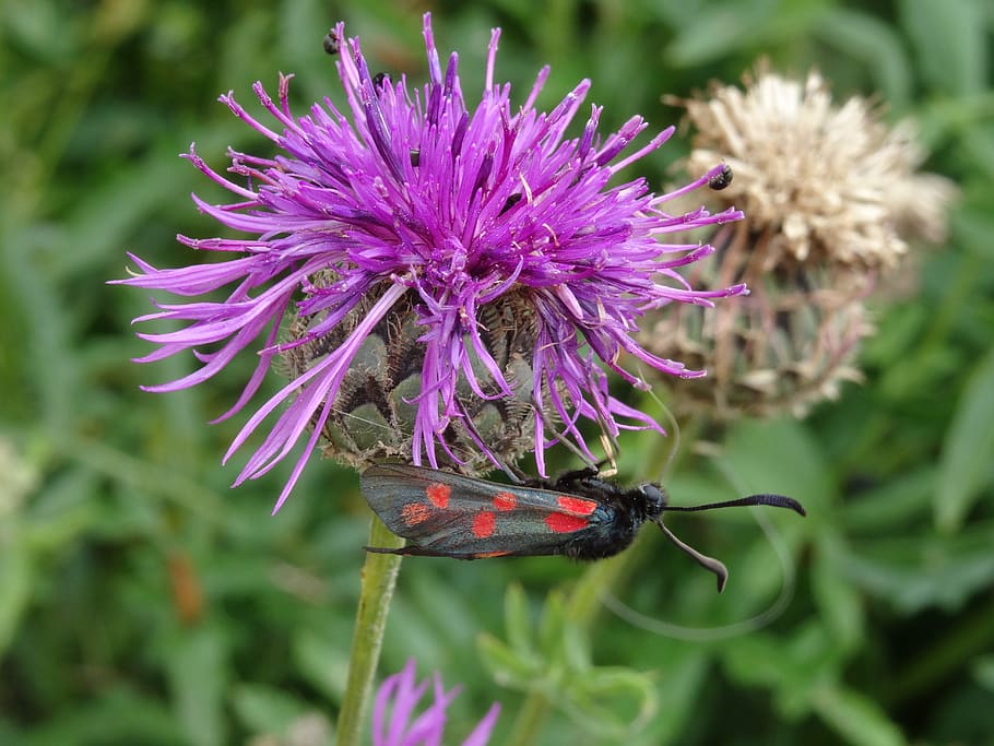 moth, insect, nature, spots, black, red, purple, flowering plant HD wallpaper