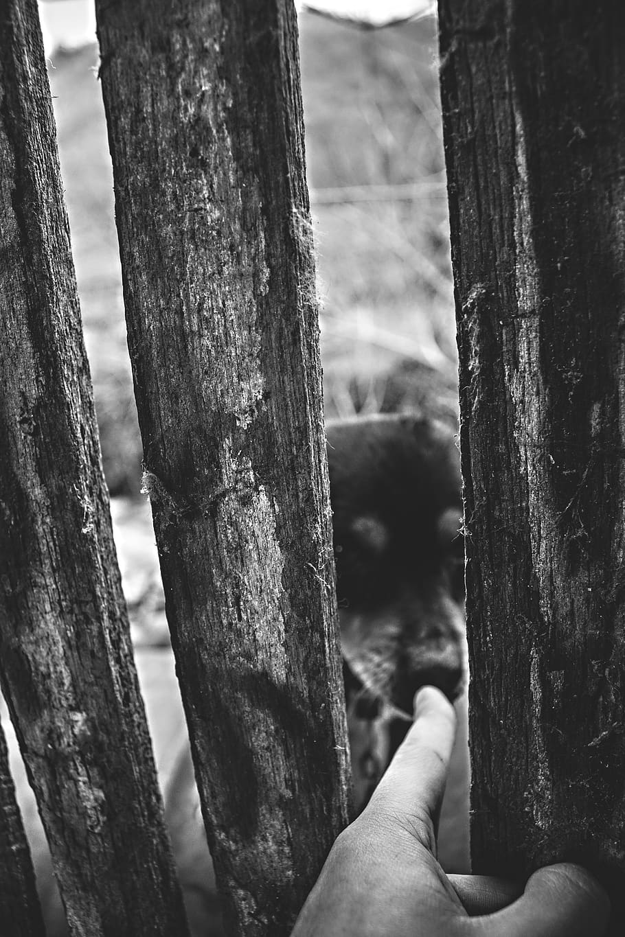 dog, tree trunk, focus on foreground, wood - material, human body part HD wallpaper