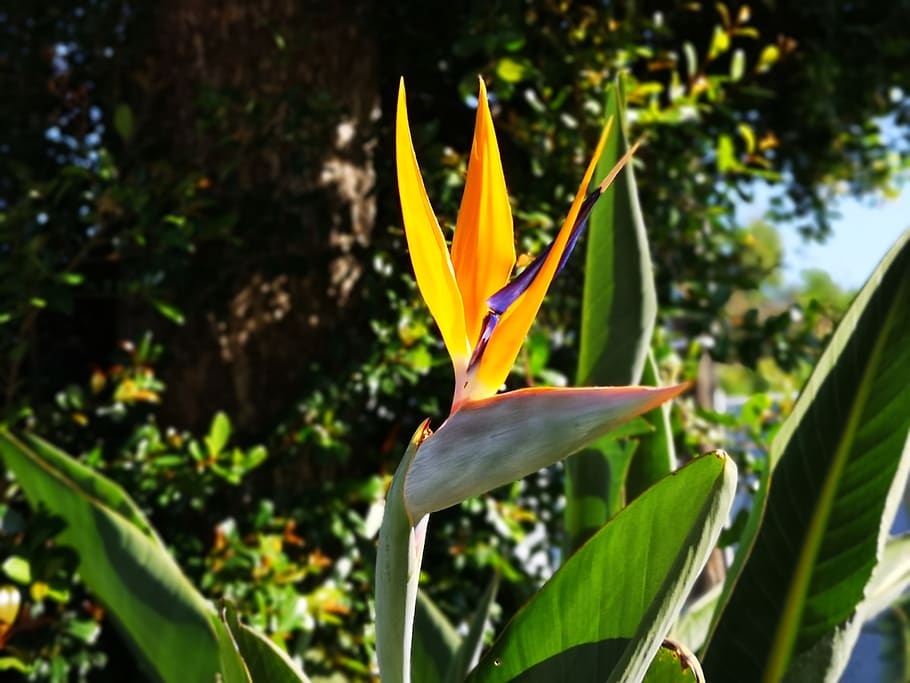 flower, orange, garden, plant, growth, beauty in nature, bird of paradise - plant HD wallpaper
