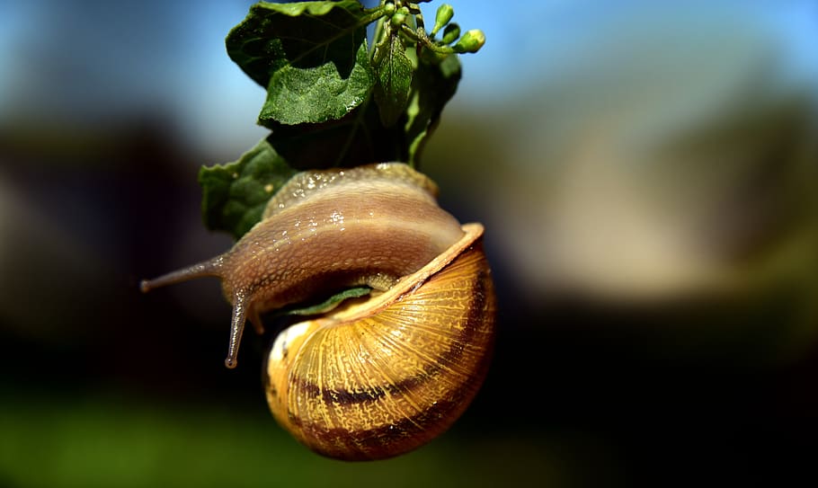 snail, hanging, mollusk, shellfish, swirl, turn, close up, animal HD wallpaper