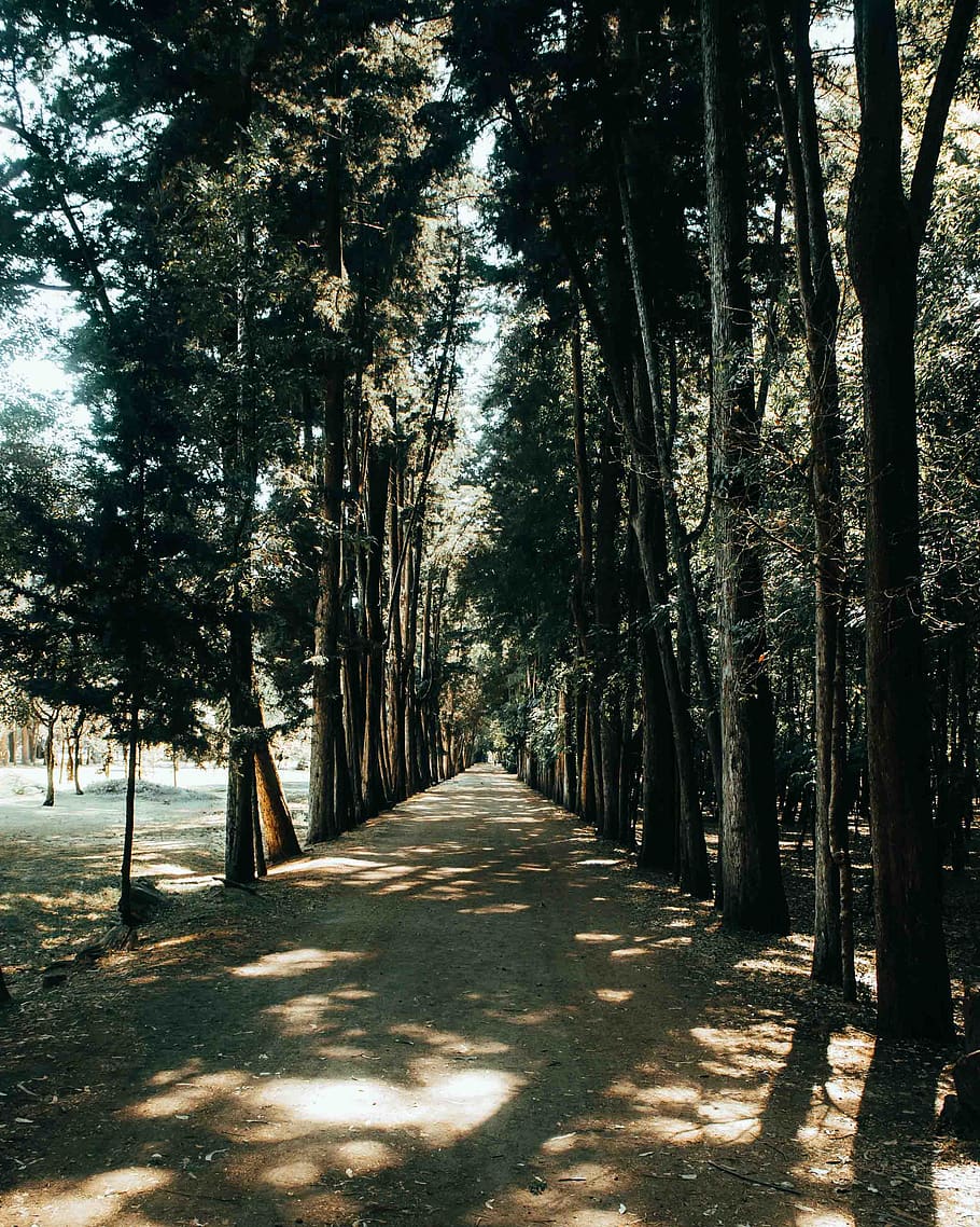 plant, tree, outdoors, tree trunk, path, garden, arbour, forest HD wallpaper