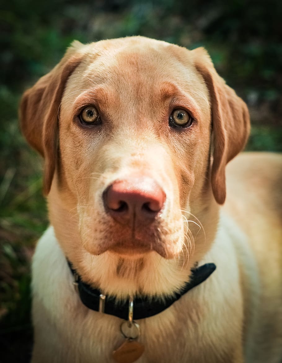 dog, labrador, eyes, green, foret, canine, domestic, pets, domestic animals, HD wallpaper