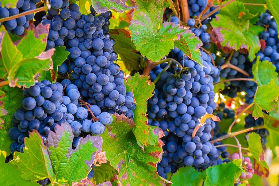 grapes, vine, vines, winegrowing, ripe, healthy eating, food and drink HD wallpaper