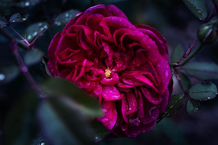 Shallow Focus Photography of Pink Flower, bloom, blooming, blossom HD wallpaper