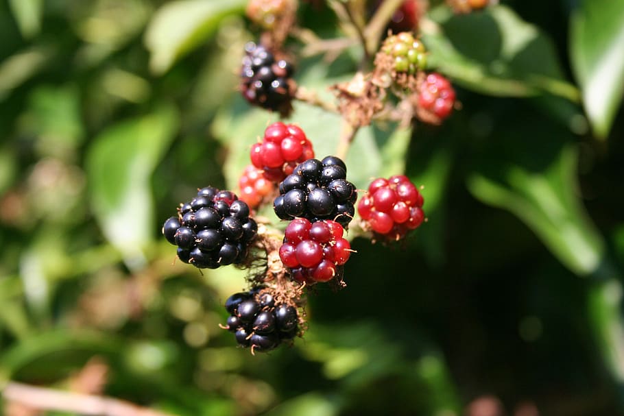 Closeup Photo of Black and Red Round Fruit, berries, blackberries HD wallpaper
