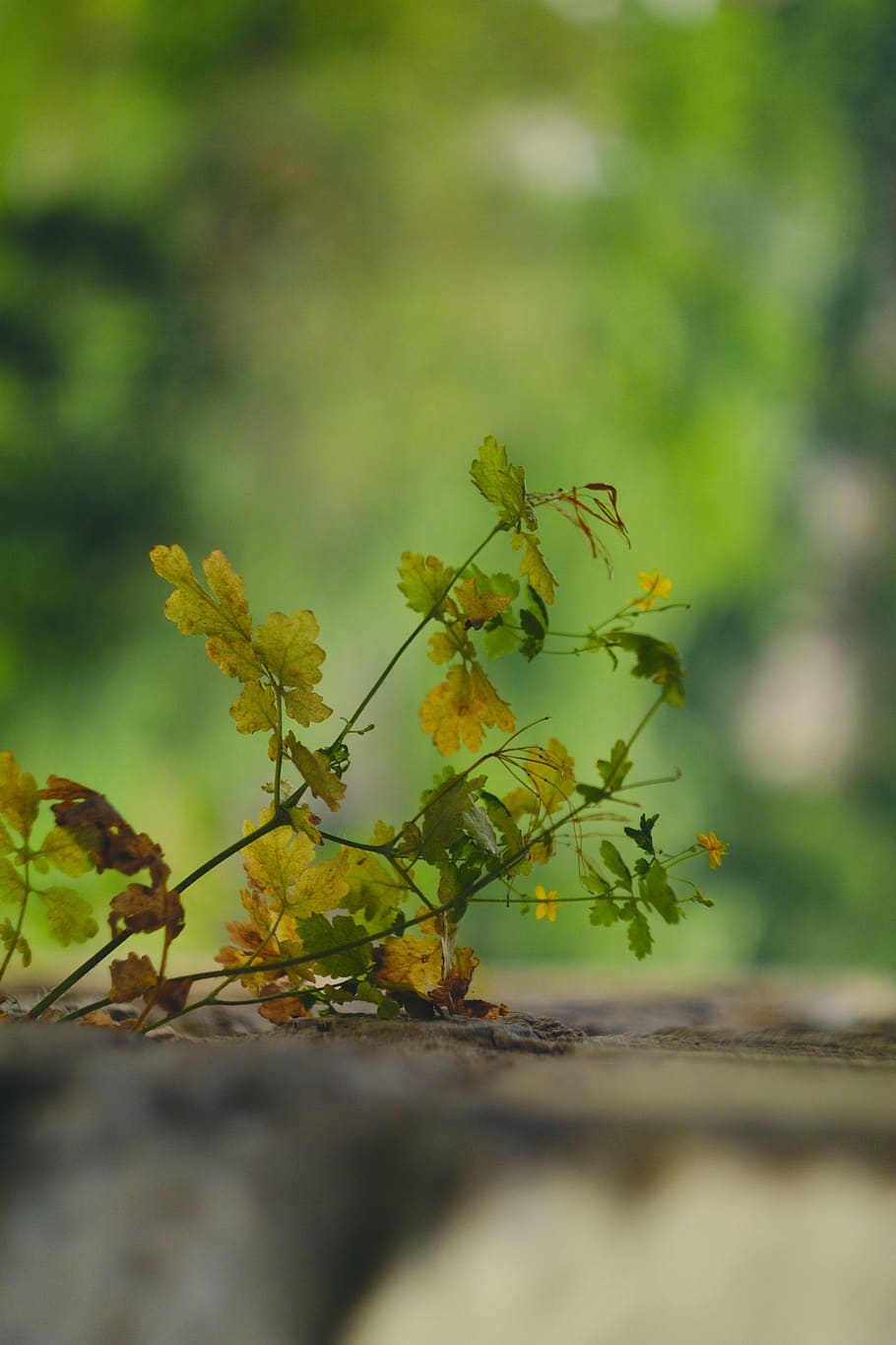 green leafed plant, tree, outdoors, flower, blossom, flora, mimosa HD wallpaper