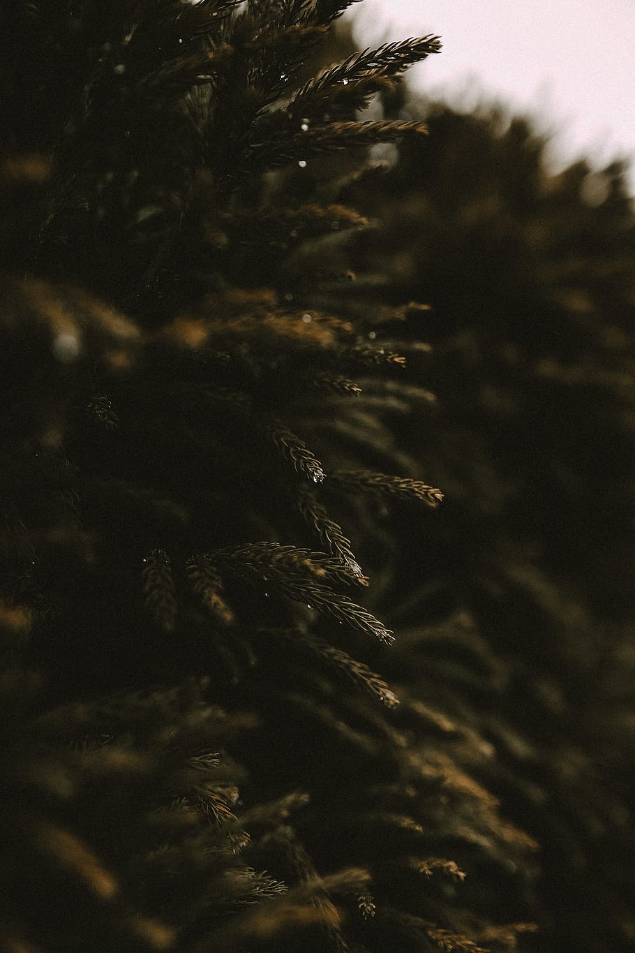 tree close-up photography, plant, growth, nature, no people, beauty in nature HD wallpaper