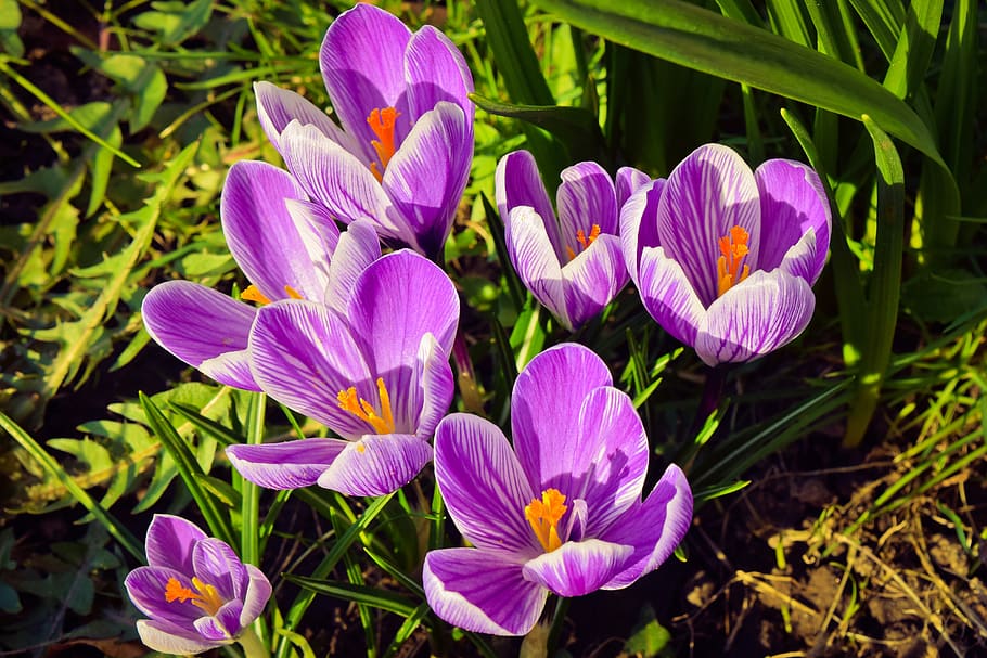 crocus, flower, spring, nature, purple, plant, blossom, bloom HD wallpaper