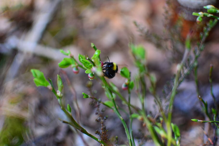 plant, macro, green, brown, bee, honeybee, apis, bumblebee HD wallpaper