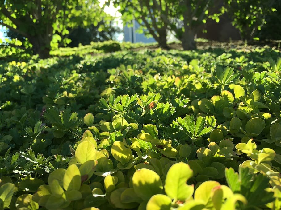 united states, salt lake city, temple square, clover, leaves, HD wallpaper