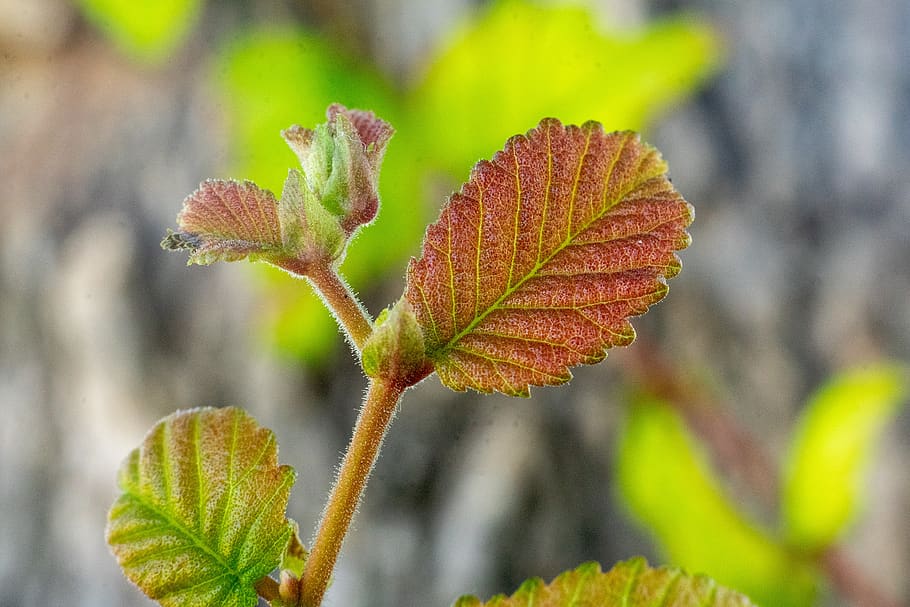 leaf, spring, tree, orange, baby leaves, plant, plant part HD wallpaper