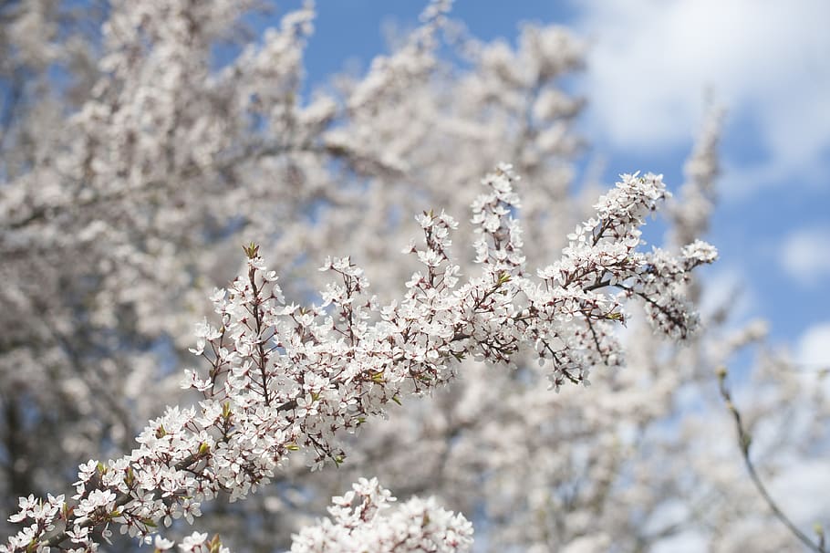 spring, tree, blossom, flowers, nature, garden, white, plant HD wallpaper