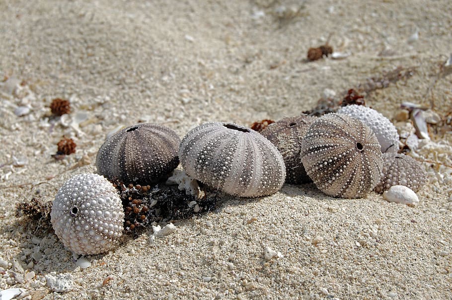 mauritius, sealife, beach, sand, sea urchin, marinelife, abstract HD wallpaper