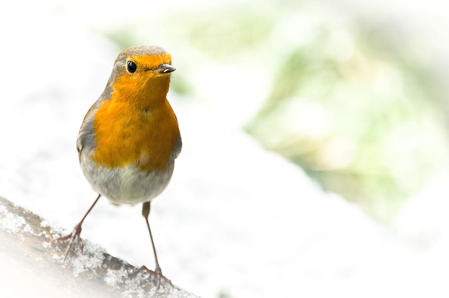 red goblets, bird, feather, plumage, close up, orange, animal themes HD wallpaper