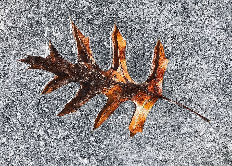 leaf, ice, frozen, cold, winter, nature, high angle view, no people HD wallpaper