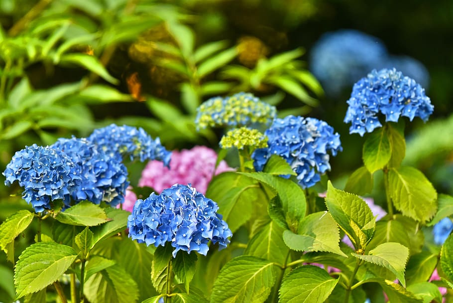 HD wallpaper: hydrangea, hortensia, shrub, flower, deciduous, evergreen