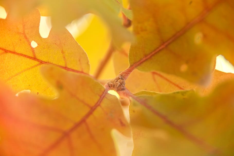 macro, 90mm, vivitar, leaves, leaf, tree, autumn, fall, fall colors, HD wallpaper