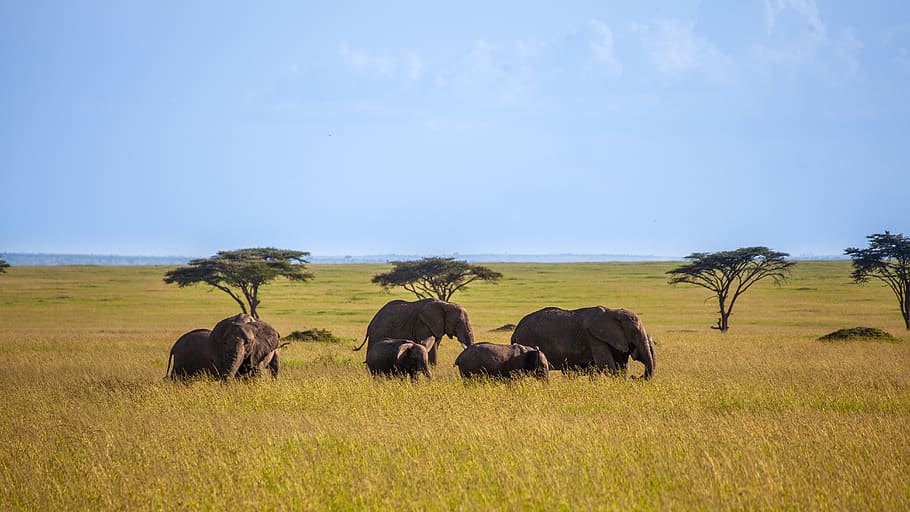 elephant, trees, savannah, sky, animal, safari, animal world HD wallpaper