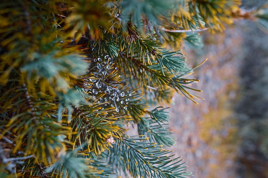 plant, tree, conifer, abies, fir, larch, pine, ornament, christmas tree HD wallpaper
