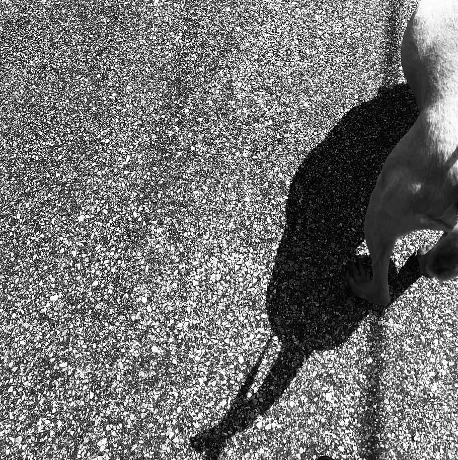 dog, dog tail, shadow, black and white, animal, wallpaper, abstract, HD wallpaper