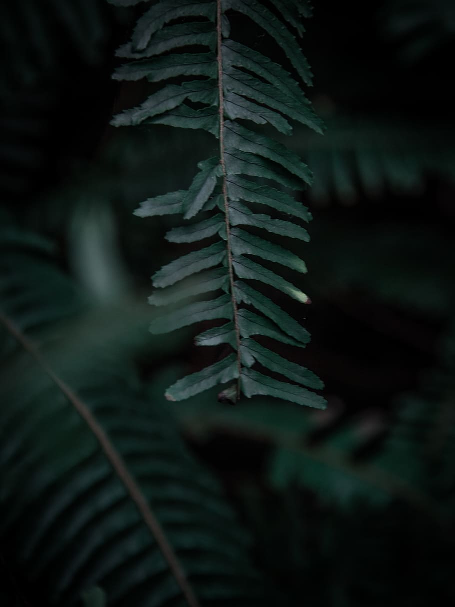 greece, athina, anafiotika, plant, growth, leaf, plant part HD wallpaper