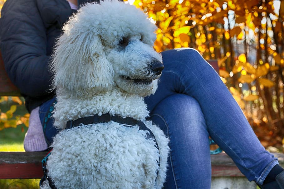 puddle, dog, animal, pet, portrait, domestic animals, canine HD wallpaper