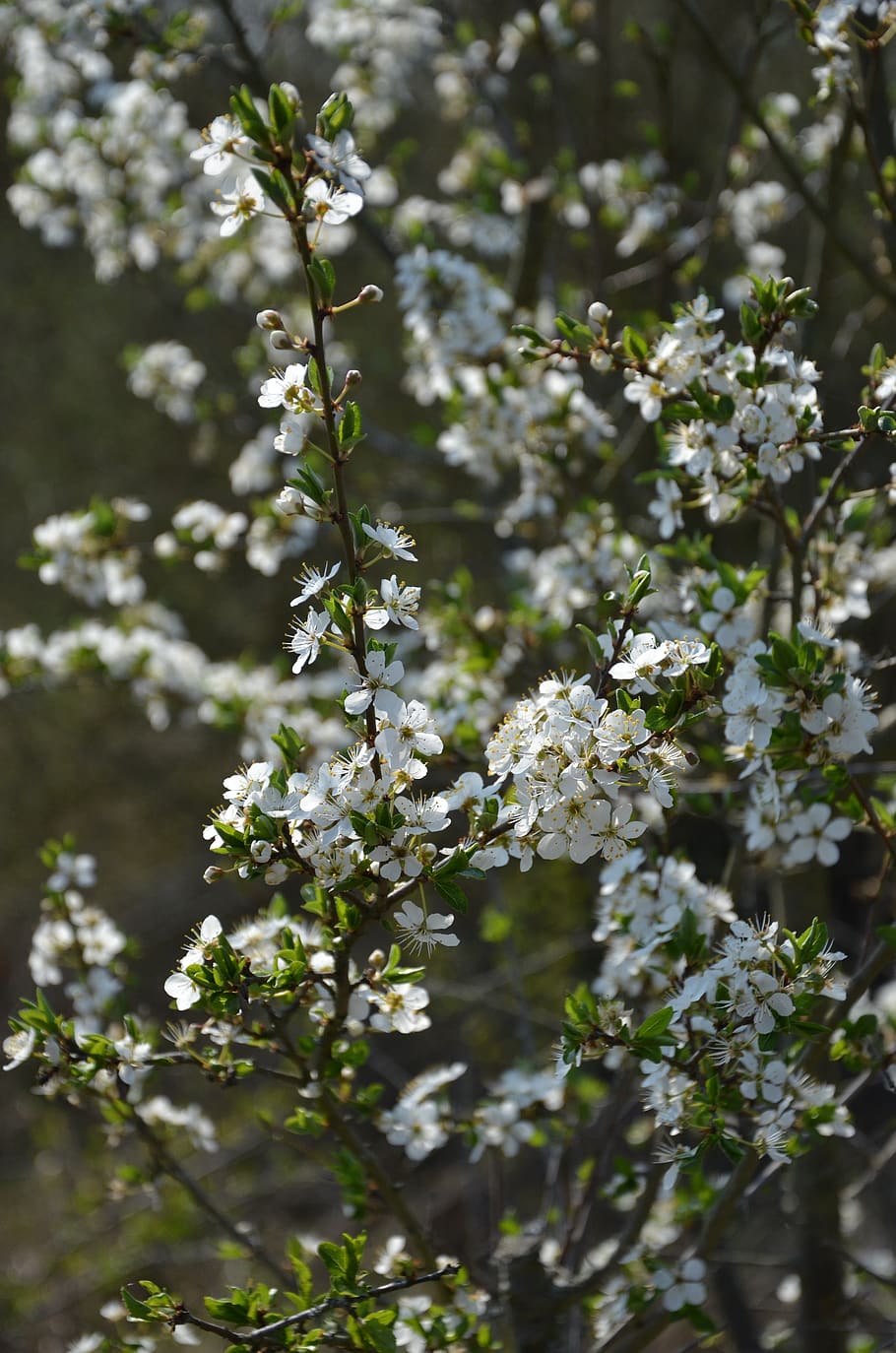blossom, bloom, spring, white, nature, decorative, plant, flower HD wallpaper