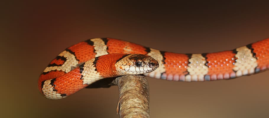 Red and White Skane on Twig, attention, banded, constrictor, king snake HD wallpaper