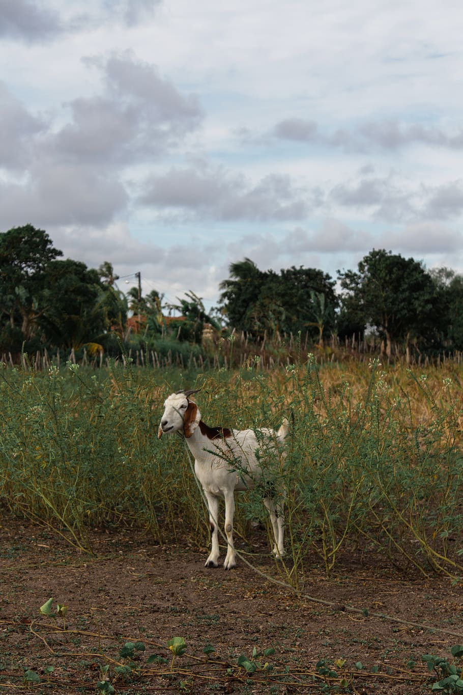 white and black goat, mammal, animal, canine, pet, dog, pointer HD wallpaper