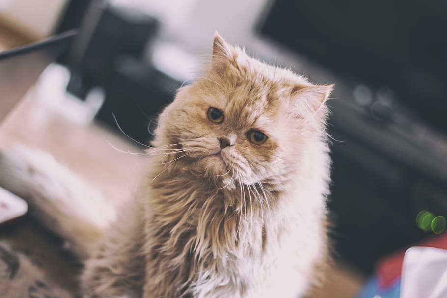 cat, animals, pet, beautiful, woman, girl, hair, hairstyle HD wallpaper