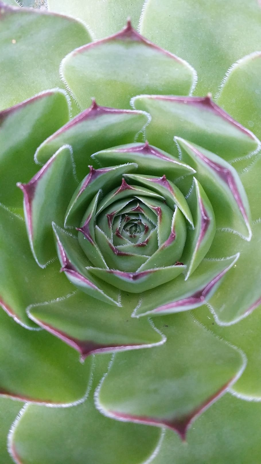 cactus, succulent, flora, spine, nature, leaf, agave, flower HD wallpaper