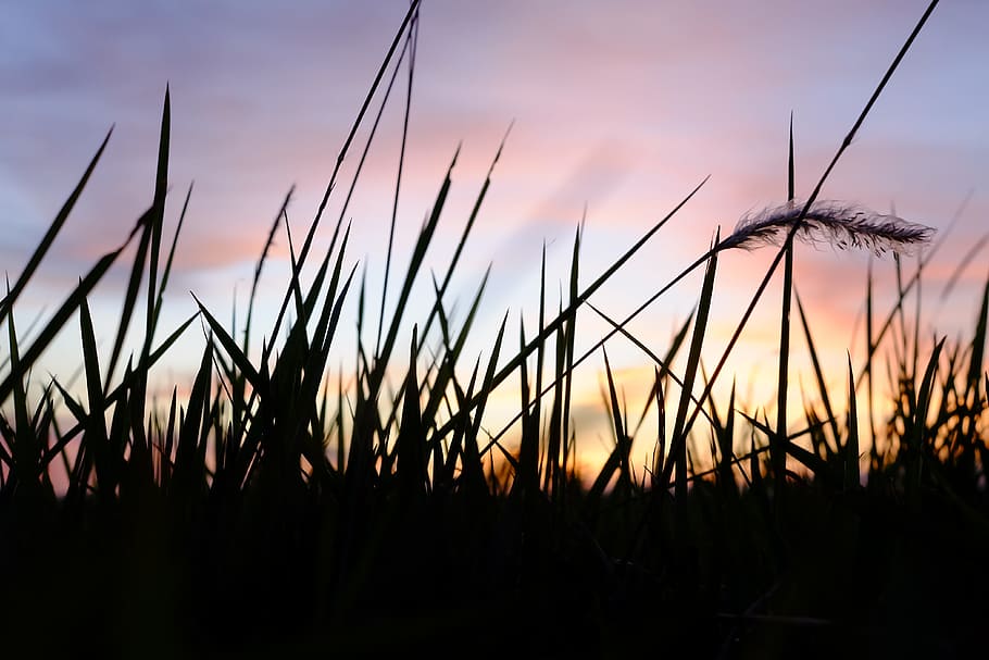Depth of Field Photo of Grass Silhouette during Golden Hour, clouds HD wallpaper
