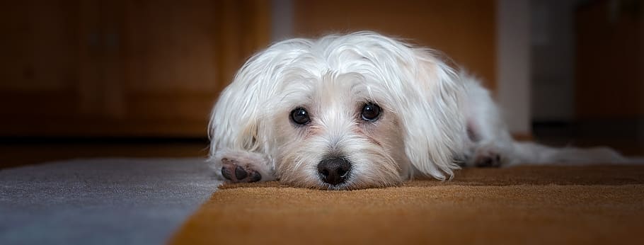 dog, young dog, small dog, maltese, white, cute, sweet, lying