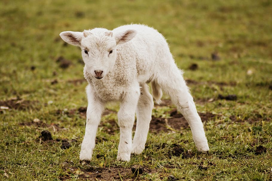 lamb, schäfchen, passover, easter, sweet, cute, funny, spring HD wallpaper