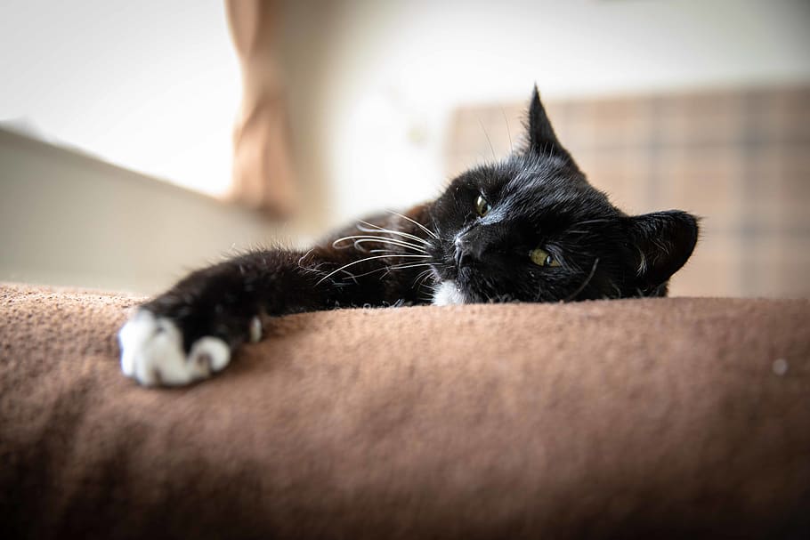 black and white cat lying on brown surface, mammal, pet, animal, HD wallpaper