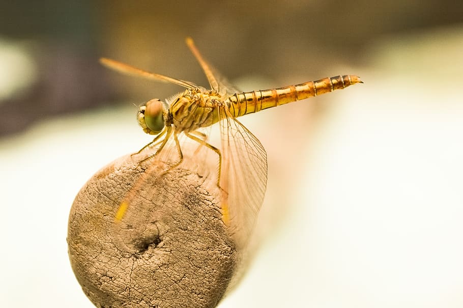 Yellow Dragonfly on Brown Wooden Stick during Daytime, bug, insect HD wallpaper