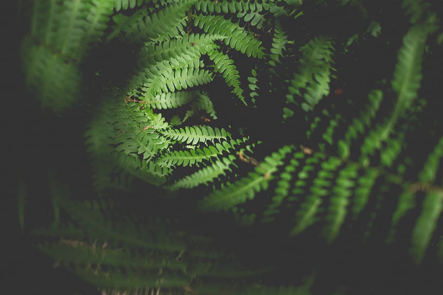 fern, leaf, foliage, forest, nature, outdoor, green, happy HD wallpaper