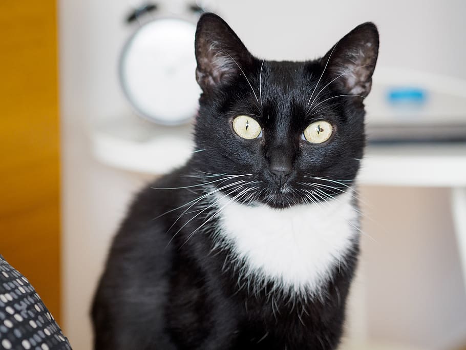 cat, kitty, animal, animals, close-up, olympus, olympus pen HD wallpaper