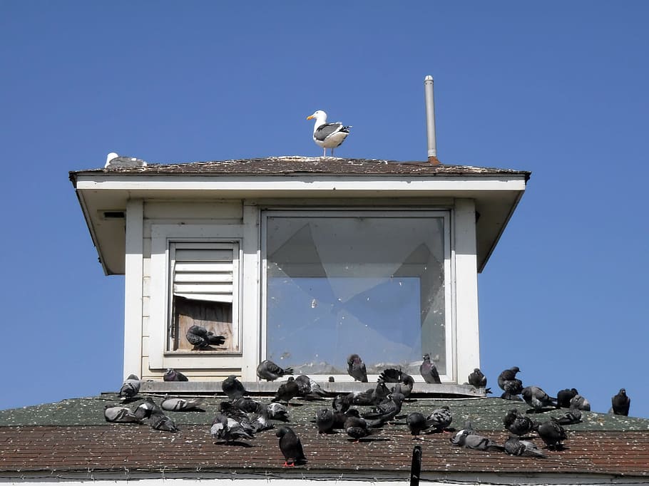 Birds Hangout on Roof with broken window in San Francisco, adult