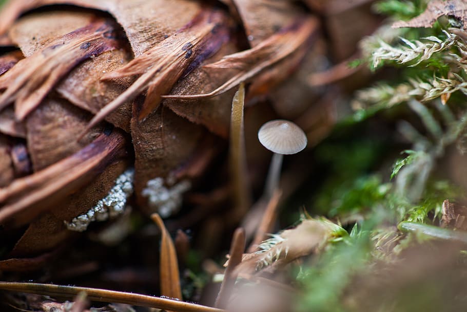 germany, munich, food, vegetable, selective focus, mushroom HD wallpaper
