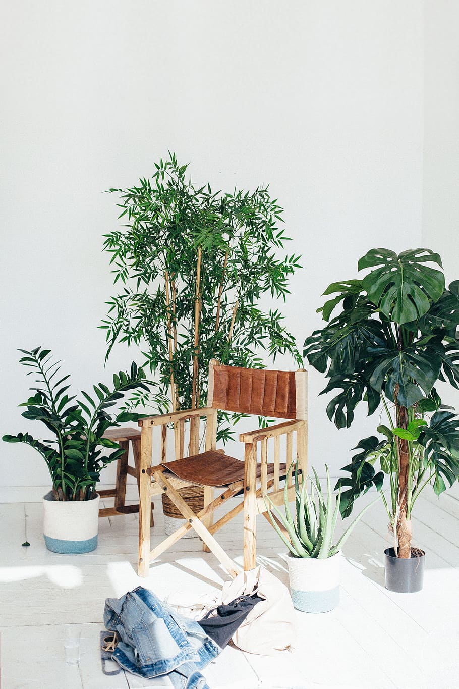 director, chair, plants, inside, internal, house plant, clothes