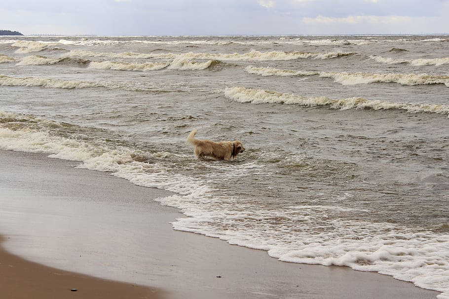 dog, retriever, water, wave, one animal, animal themes, mammal HD wallpaper