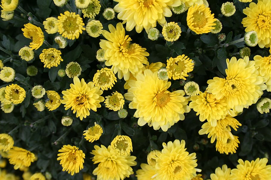 germany, mainhausen, hermannstraße 6, yellow, flower, flowering plant HD wallpaper