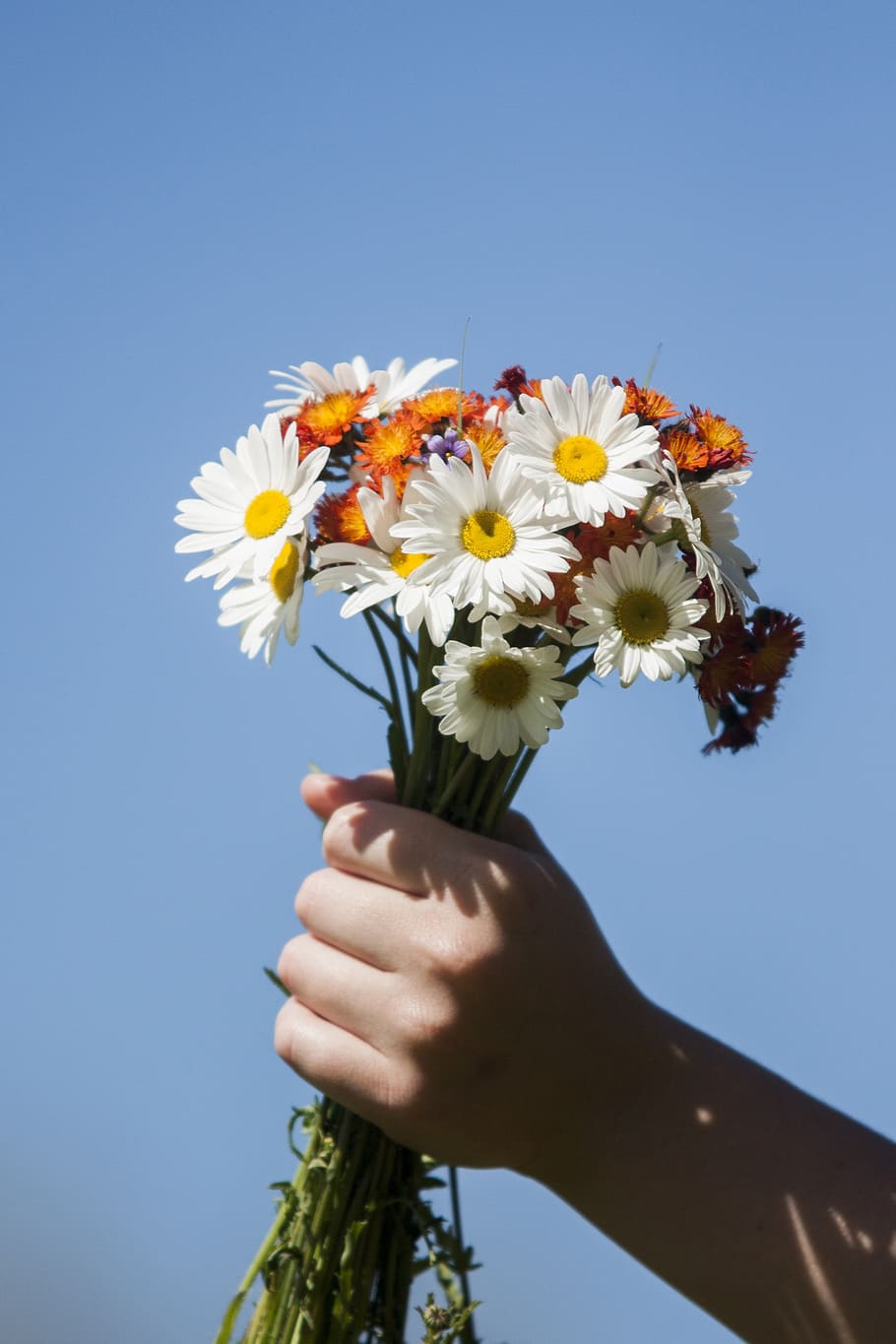 flower, hand, fist, pick, wildflowers, daisy, daisies, bouquet HD wallpaper