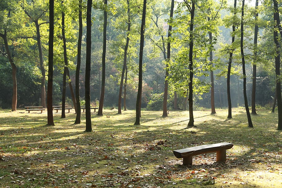 pine, wild, stem, rough one, sol lawn, landscape, wood, nature HD wallpaper