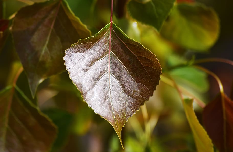 leaf, green, plant part, close-up, growth, focus on foreground HD wallpaper