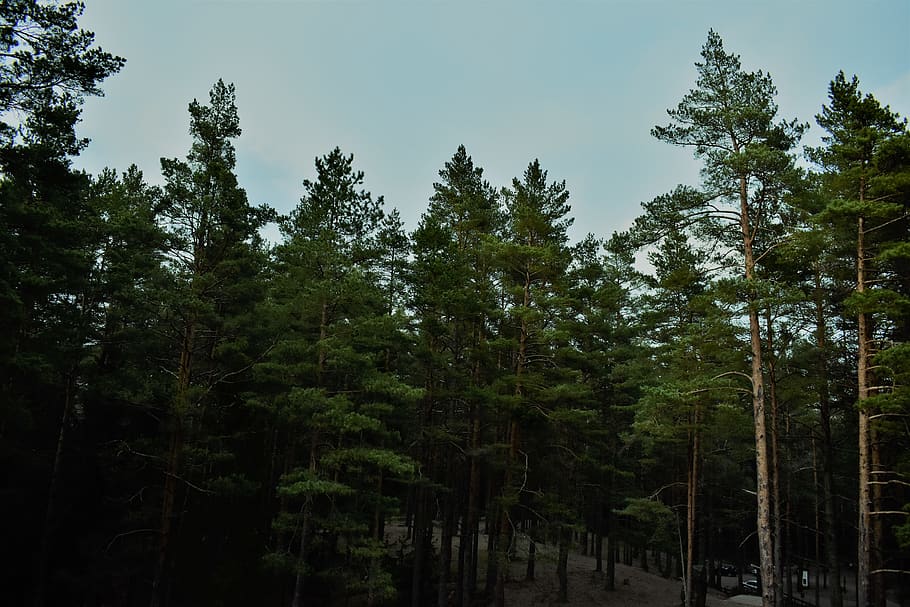 Green Pine Trees, aforestation, blue sky, bright, conifer, environment, HD wallpaper